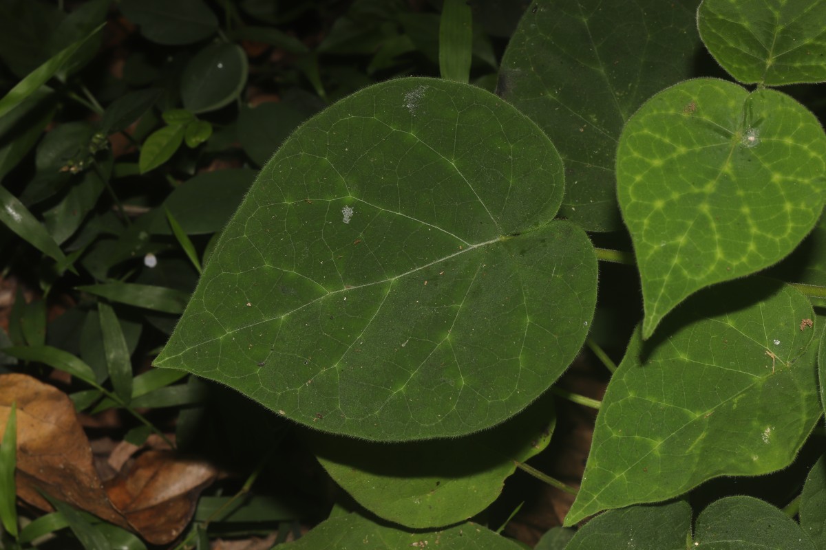 Gongronemopsis tenacissima (Roxb.) S.Reuss, Liede & Meve